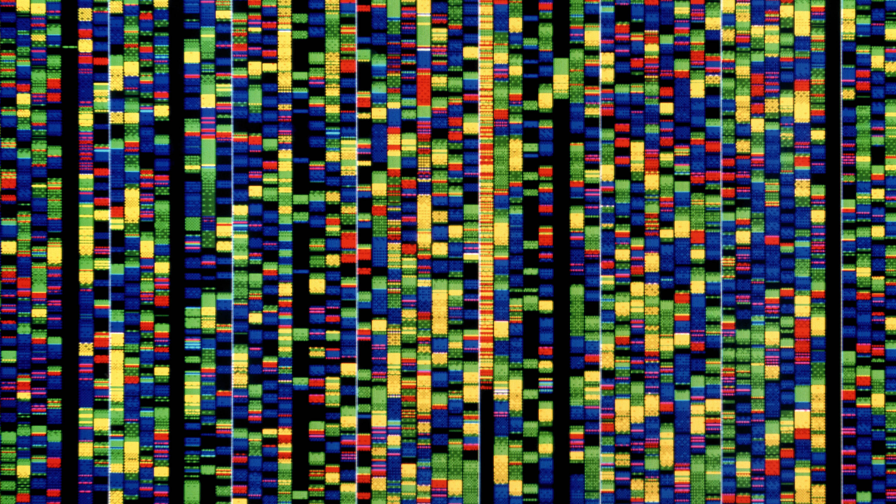 DNA sequencing. Computer screen showing a sequence of base pairs forming part of the human genetic code. The three billion base pairs that form the genetic code of human DNA (deoxyribonucleic acid) are collectively known as the human genome. Each of the coloured bands represents the position of one of the four nucleotide bases that form the code. As each person&#039;s genetic code is unique this sequence is called a DNA fingerprint. Photographed at the Joint Genome Project (JGI), part of the Human Genome Project, in Walnut Creek, California, USA.