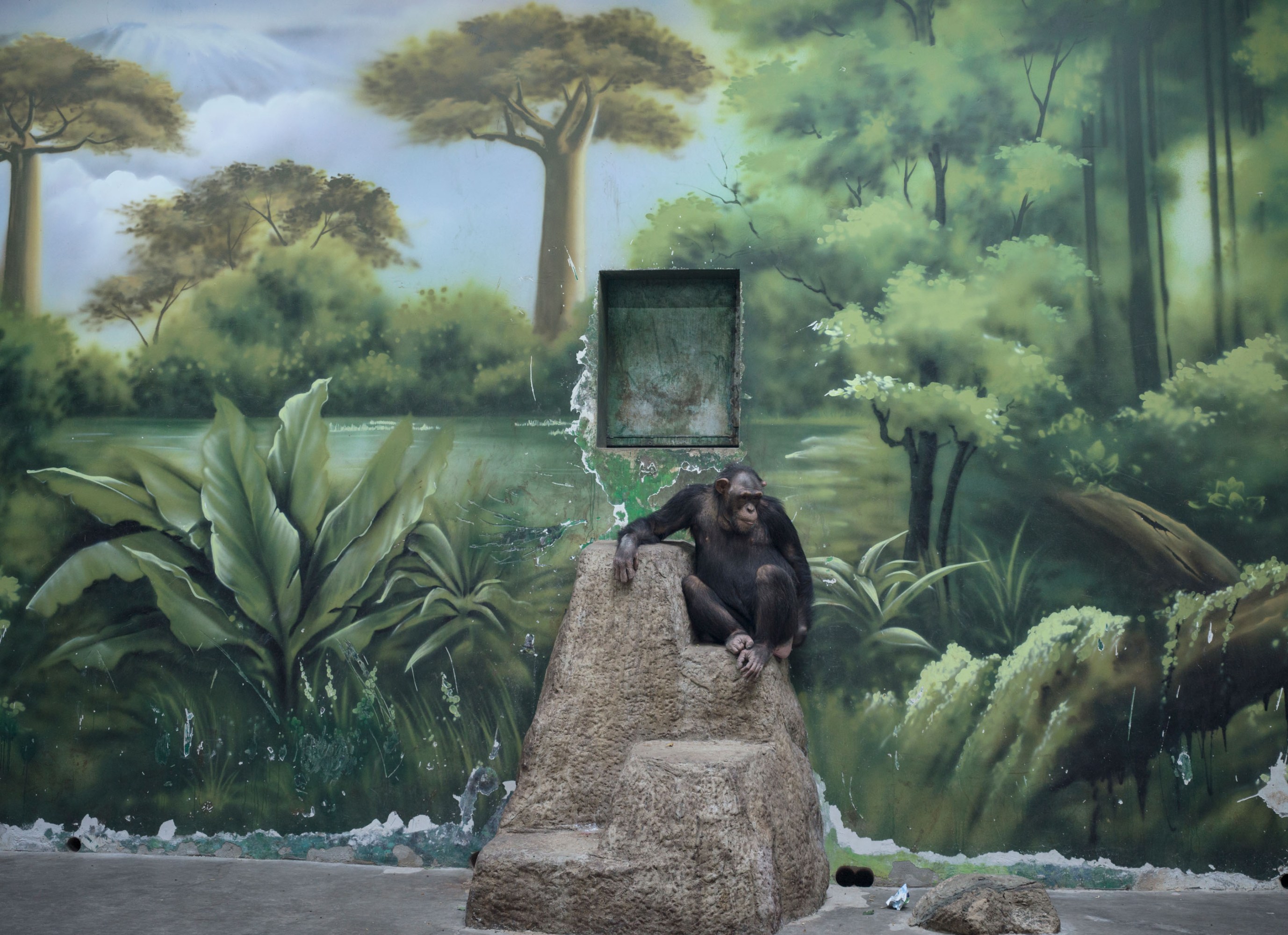 a chimpanzee on a rock in a paved enclosure where a wall mural has been painted to look like a landscape